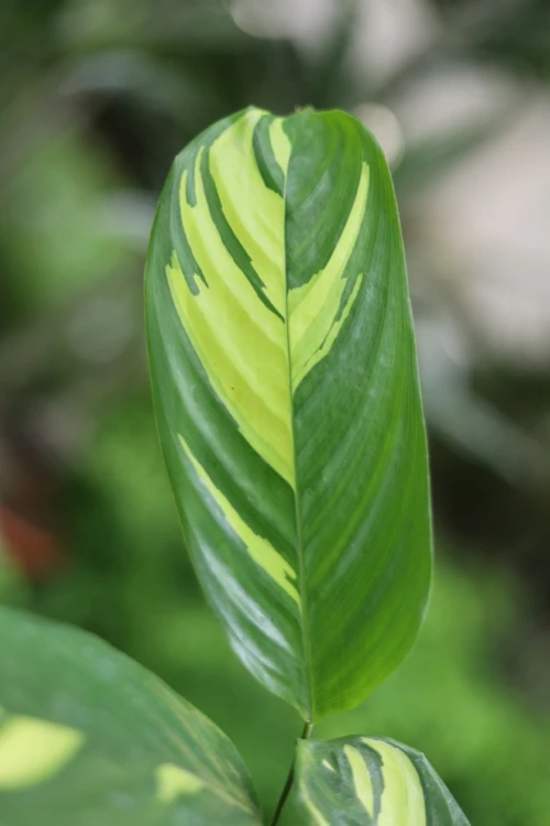 Ctenanthe lubbersiana ‘Golden Mosaic’  (4).JPG
