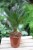 Cycas Revoluta (Cykas, Sagowiec odwinięty) (2).JPG
