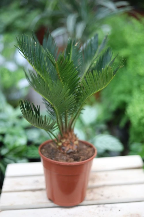 Cycas Revoluta (Cykas, Sagowiec odwinięty) (2).JPG