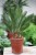 Cycas Revoluta (Cykas, Sagowiec odwinięty) (3).JPG