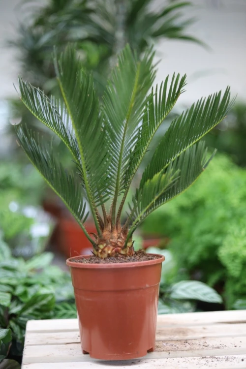 Cycas Revoluta (Cykas, Sagowiec odwinięty) (3).JPG