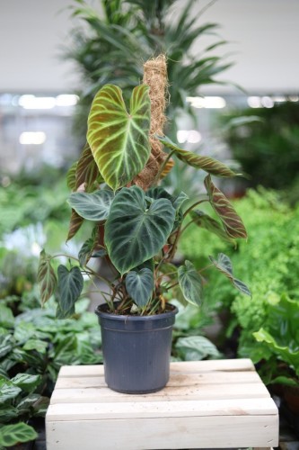 Philodendron verrucosum 'Incensi' (Filodendron brodawkowaty) XL (3).JPG
