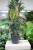 Philodendron verrucosum 'Incensi' (Filodendron brodawkowaty) XL (3).JPG