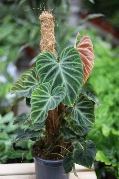 Philodendron verrucosum 'Incensi' (Filodendron brodawkowaty) XL (1).JPG