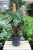 Philodendron verrucosum 'Incensi' (Filodendron brodawkowaty) XL (2).JPG
