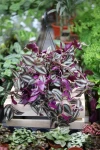 Tradescantia Pink Joy (Trzykrotka) XL