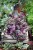 Tradescantia Pink Joy to kolorowa roślina doniczkowa o różowo-zielonych liściach z delikatnym wzorem, idealna do domu i biura.