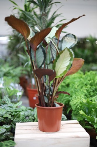 Calathea picturata 'Argentea' (Kalatea obrzeżona) XL (3).JPG