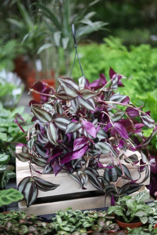 Tradescantia Pink Joy to urokliwa roślina doniczkowa z różowymi i zielonymi liśćmi, która ożywi każde wnętrze domu i biura.