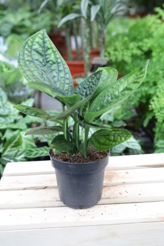 Epipremnum Marble Planet (Monstera karstenianum)  (2).JPG