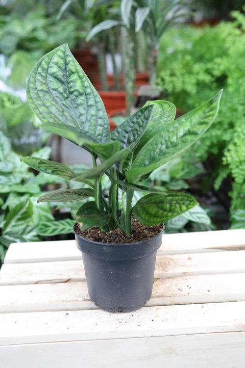 Epipremnum Marble Planet (Monstera karstenianum)  (2).JPG