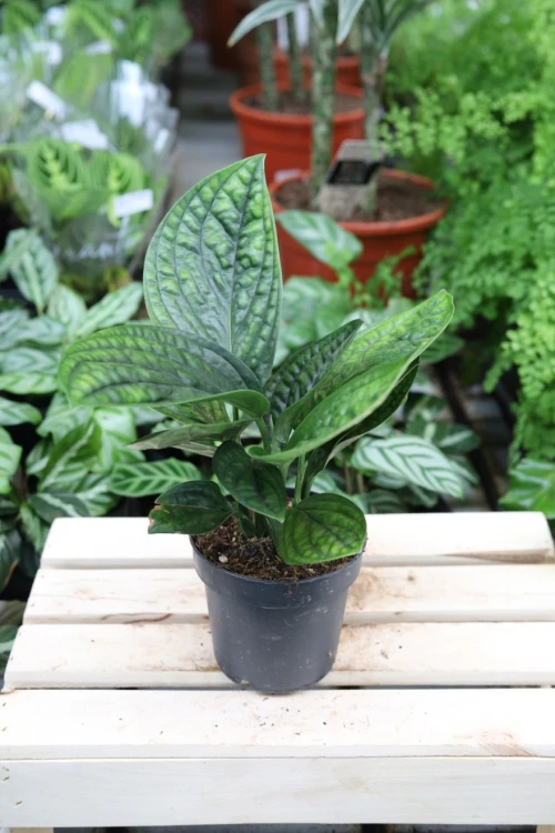 Epipremnum Marble Planet (Monstera karstenianum)  (1).JPG