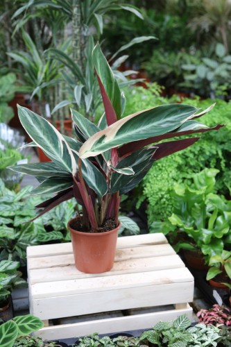 Stromante sanguinea 'Triostar' (3).JPG