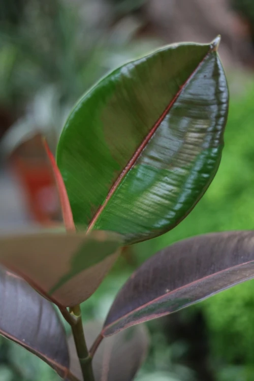 Ficus elastica Pink Camouflage (Fikus sprężysty) (2).JPG