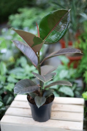 Ficus elastica Pink Camouflage (Fikus sprężysty) (3).JPG