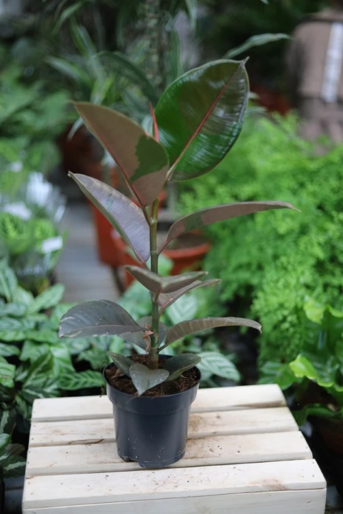 Ficus elastica Pink Camouflage (Fikus sprężysty) (4).JPG