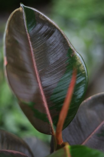 Ficus elastica Pink Camouflage (Fikus sprężysty) (1).JPG