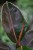 Ficus elastica Pink Camouflage (Fikus sprężysty) (1).JPG