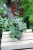 Scindapsus pictus Silvery Ann (Scindapsus pstry) L  (3).JPG