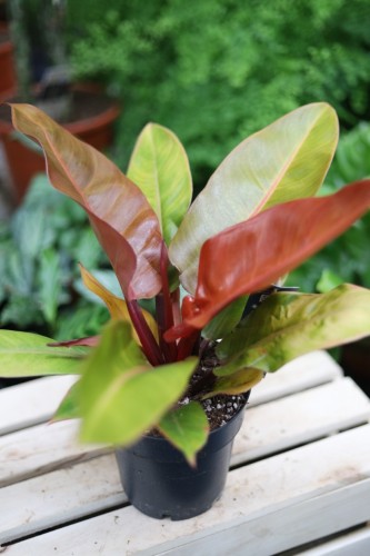 Philodendron Prince of Orange (Filodendron) L  (1).JPG