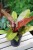 Philodendron Prince of Orange (Filodendron) L  (1).JPG