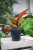 Philodendron Prince of Orange (Filodendron) L  (3).JPG