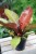 Philodendron Prince of Orange (Filodendron) L  (5).JPG