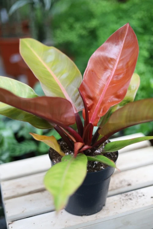 Philodendron Prince of Orange (Filodendron) L  (5).JPG