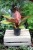 Philodendron Prince of Orange (Filodendron) L  (6).JPG
