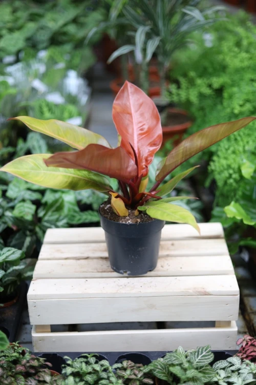 Philodendron Prince of Orange (Filodendron) L  (6).JPG