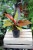 Philodendron Prince of Orange (Filodendron) L  (7).JPG