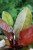 Philodendron Prince of Orange (Filodendron) L  (2).JPG