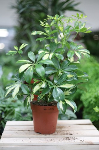 Schefflera arboricola ‘gerda’ (1).JPG