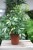 Schefflera arboricola ‘gerda’ (1).JPG