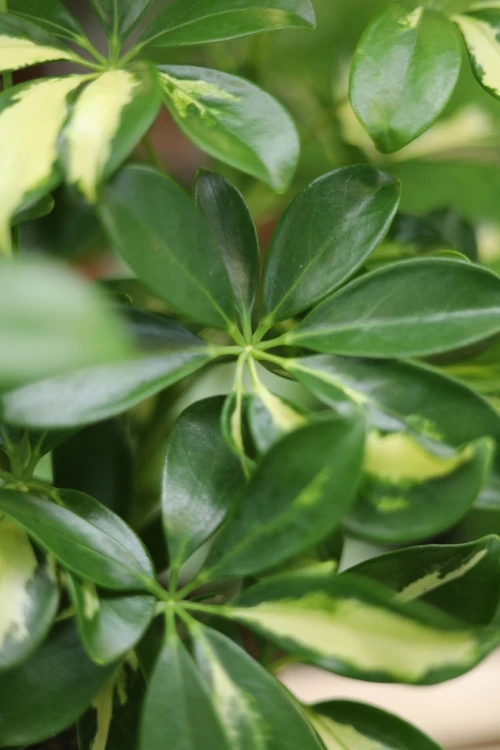 Schefflera arboricola ‘gerda’ (2).JPG