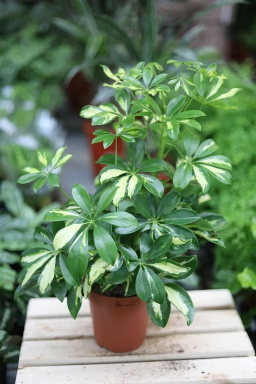 Schefflera arboricola ‘gerda’ (3).JPG
