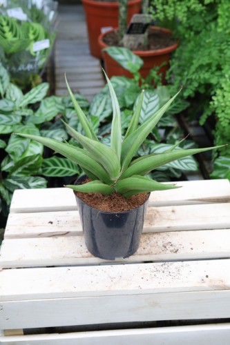 Sansevieria hybrid 'Chanin' (1).JPG