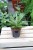 Sansevieria hybrid 'Chanin' (1).JPG
