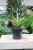 Sansevieria hybrid 'Chanin' (2).JPG