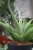 Sansevieria hybrid 'Chanin' (3).JPG