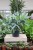 Phlebodium aureum Blue Star