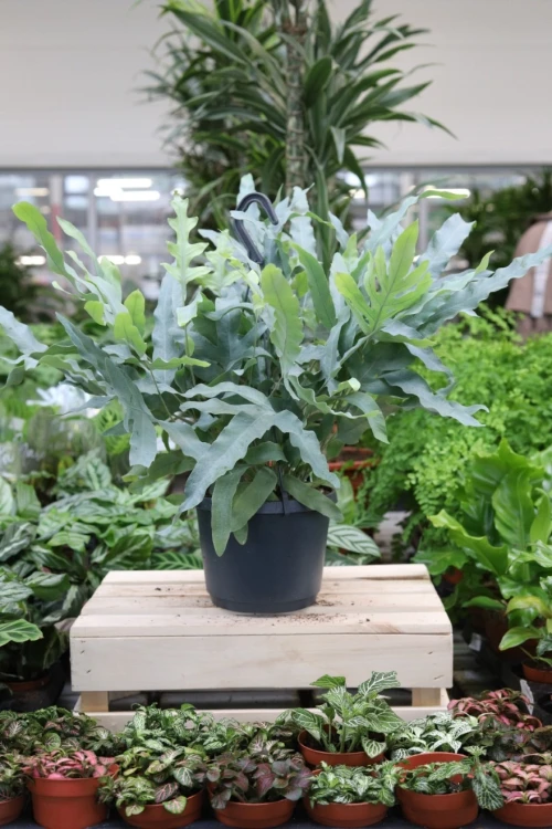 Phlebodium aureum Blue Star