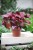Begonia rex ‘Inca Flame’ (Begonia Królewska) (4).JPG
