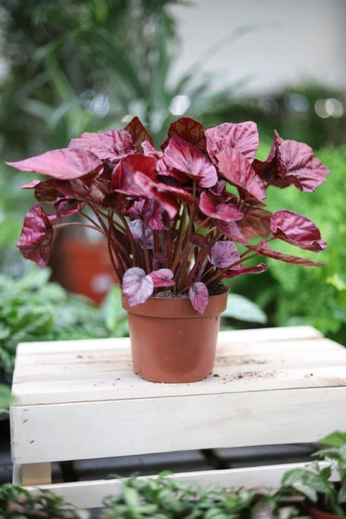Begonia rex ‘Inca Flame’ (Begonia Królewska) (4).JPG