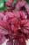 Begonia rex ‘Inca Flame’ (Begonia Królewska) (1).JPG