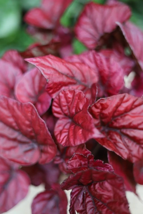 Begonia rex ‘Inca Flame’ (Begonia Królewska) (1).JPG