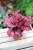 Begonia rex ‘Inca Flame’ (Begonia Królewska) (2).JPG
