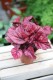Begonia rex ‘Inca Flame’ (Begonia Królewska) (2).JPG