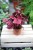 Begonia rex ‘Inca Flame’ (Begonia Królewska) (3).JPG