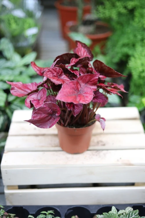 Begonia rex ‘Inca Flame’ (Begonia Królewska) (3).JPG